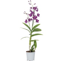 Dendrobium plant in pot met violette bloemen