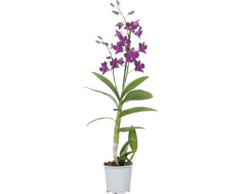 Dendrobium plant in pot met violette bloemen