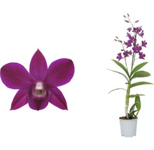 Dendrobium Nobile orchidee met bloem in pot