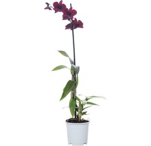 Dendrobium Nobile pot met paarse bloemen