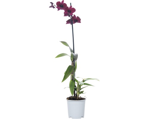 Dendrobium Nobile pot met paarse bloemen