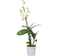Dendrobium Nobile orchidee in pot