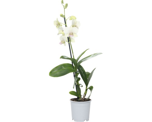 Dendrobium Nobile orchidee in pot