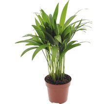 Chrysalidocarpus kamerplant in pot