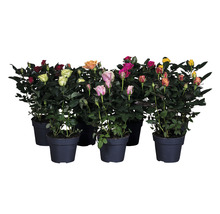 Diverse rozenstruiken in potten met rozen in verschillende kleuren