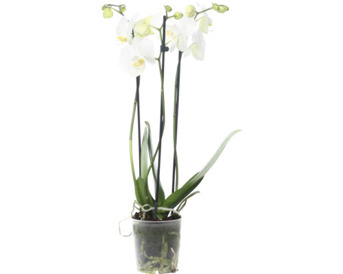 Witte - Keuken - Kunstorchidee - Kunstbloemen kopen? | Korting tot