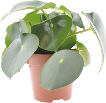Pannenkoekenplant in pot