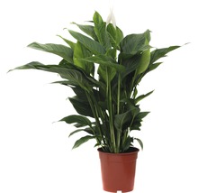 FLORASELF Lepelplant Spathiphyllum potmaat Ø 21 cm H 90-105 cm-thumb-0