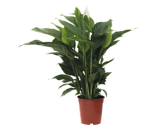 FLORASELF Lepelplant Spathiphyllum potmaat Ø 21 cm H 90-105 cm FLORASELF Lepelplant Spathiphyllum potmaat Ø 21 cm H 90-105 cm