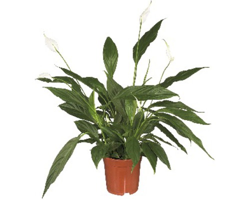 FLORASELF Lepelplant Spathiphyllum Sebastiano potmaat Ø24 cm H 100-110 cm Lepelplant in pot