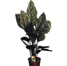 Korbmarante plant in pot