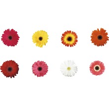 Acht gerbera bloemen in verschillende kleuren