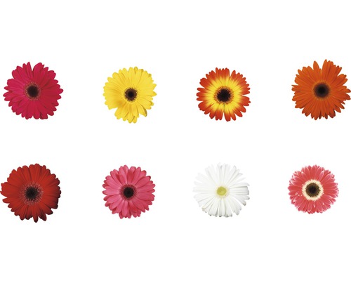 Acht gerbera bloemen in verschillende kleuren