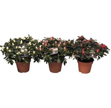 Drie azalea''s in pot met witte, roze en rode bloemen