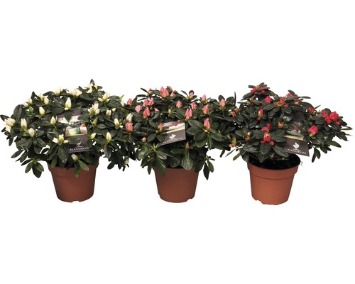 Drie azalea''s in pot met witte, roze en rode bloemen