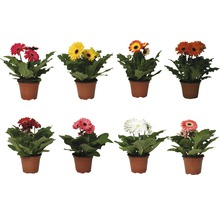 Diverse Gerbera planten in potten