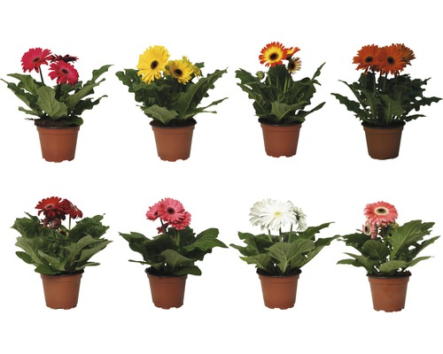 FLORASELF Gerbera Mix potmaat Ø 12 cm H 20-25 cm Diverse Gerbera planten in potten