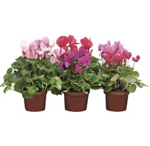 Drie cyclamen in potten