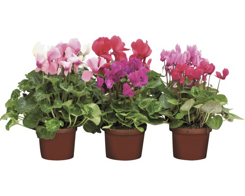 Drie cyclamen in potten