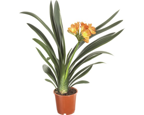 Clivia kamerplant in pot