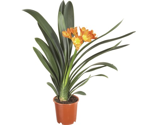 Clivia kamerplant in pot met oranje bloemen