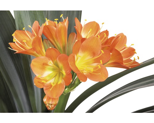 Clivia kamerplant met oranje bloemen en groene bladeren