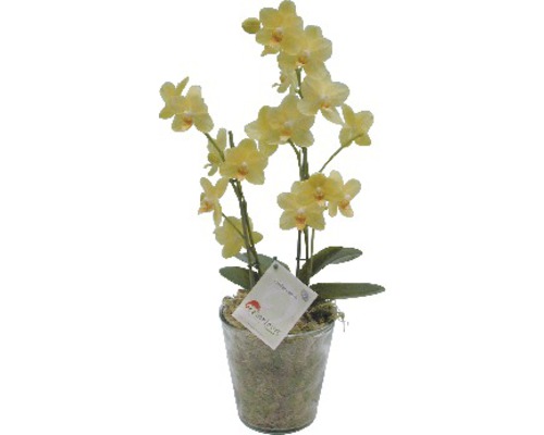 Gele orchidee in pot