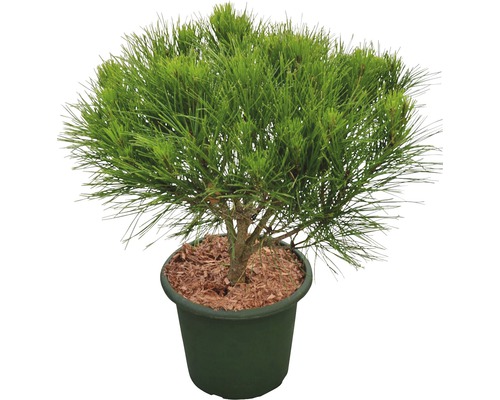 BOTANICO Den Pinus densiflora 'Alice Verkade' potmaat Ø 24 cm H 30-40 cm