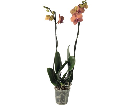 Orchidee in pot