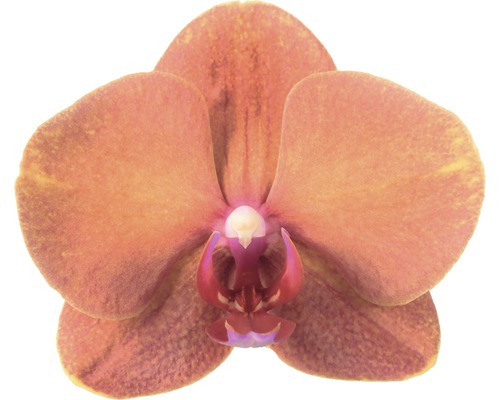 Close-up van een enkele orchideebloem