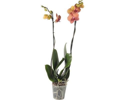 FLORASELF® Orchidee Phaelenopsis Surfsong 2-tak oranje potmaat Ø 12 cm