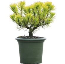 Geelgroene dwergden in pot