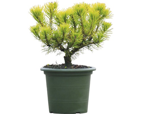 FLORASELF® Bergden Pinus mugo 'Carstens Wintergold' potmaat Ø24 cm