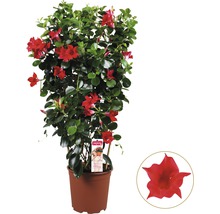 Dipladenia in pot met rode bloemen en groene bladeren