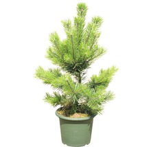 Kiefer in pot