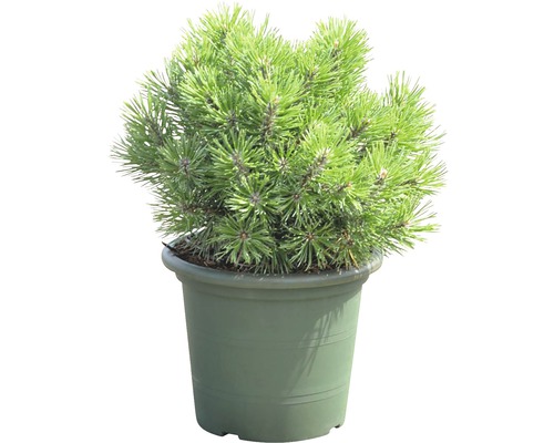 FLORASELF® Bergden Pinus mugo 'Mops' potmaat Ø21 cm