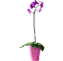 Paarse orchidee in pot