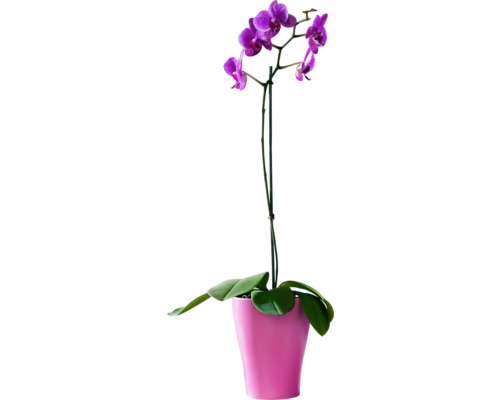 Paarse orchidee in pot