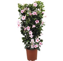 Dipladenia plant in een pot met roze bloemen.