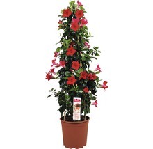 Dipladenia in pot met klimhulp