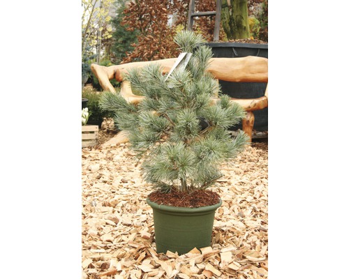 Den in pot voor de tuin of het balkon