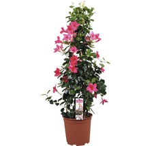Dipladenia in pot met klimhulp en roze bloemen
