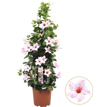 Dipladenia struik in pot met roze bloemen