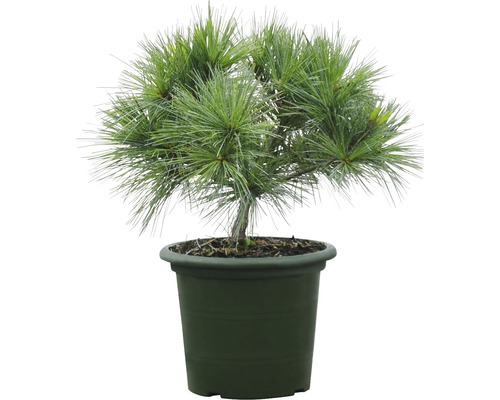 Pijnboom Bonsai in pot