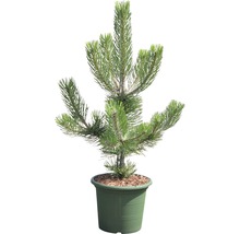 Kiep in pot