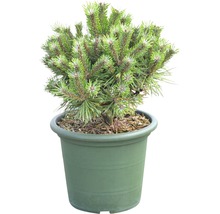FLORASELF® Bergden Pinus mugo 'Benjamin' potmaat Ø24 cm