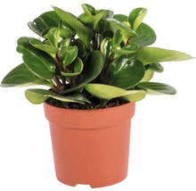 FLORASELF® Peperomia "Peperomia Obtipan" potmaat Ø 10,5 cm
