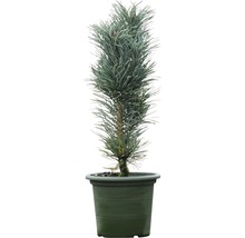 Den in pot
