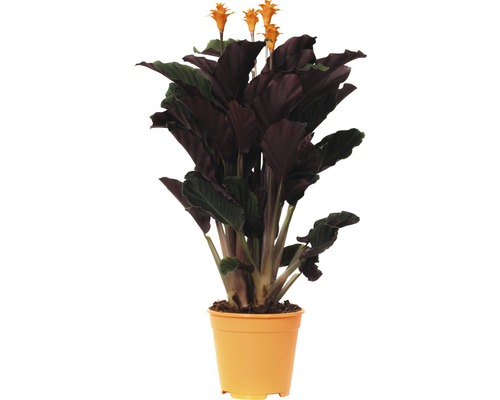 FLORASELF Eeuwige vlam Calathea crocata 'Tassmania' potmaat Ø 14 cm H 45-50 cm Gebedsplant met oranje bloemen in pot