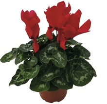 Cyclaam in pot met rode bloemen en groene bladeren